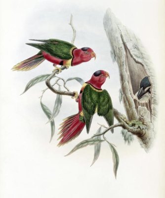 John Gould - Duchess of Connaught's Parakeet