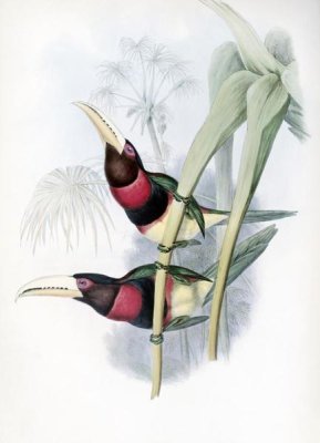 John Gould - Duchess of Leuchtenberg's Aracari (Toucan)