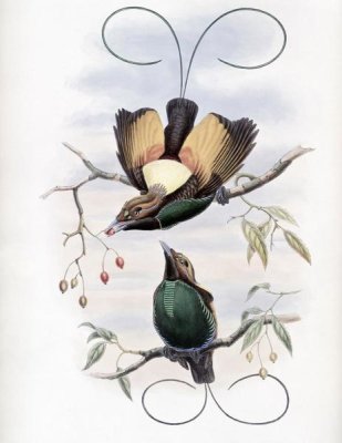 John Gould - Golden-Winged Bird of Paradise