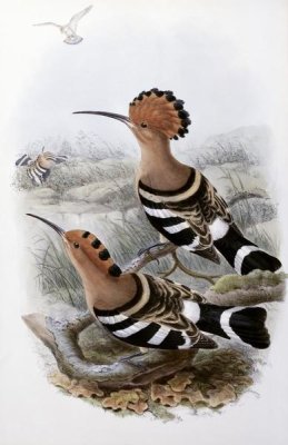 John Gould - Indian Hoopoe