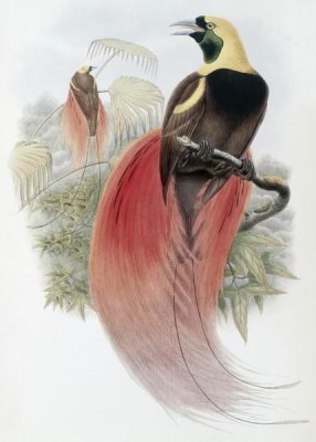 John Gould - Marquis De Raggi's Bird of Paradise