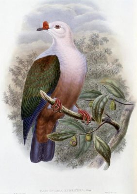 John Gould - New-Ireland Fruit-Pigeon