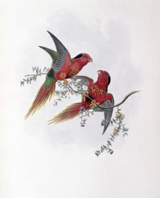 John Gould - Pectoral Lorikeet