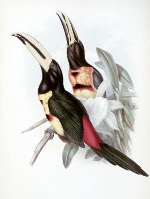 John Gould - Red-Rumped Aracari (Toucan)