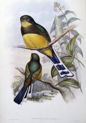 John Gould - Reinwardt's Trogon