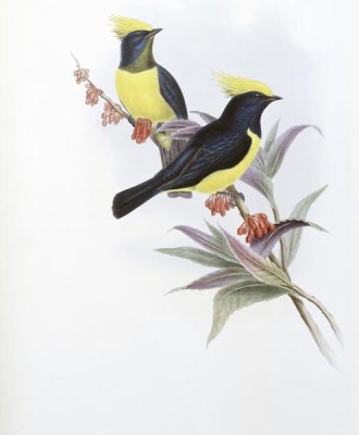 John Gould - Sultan Tit