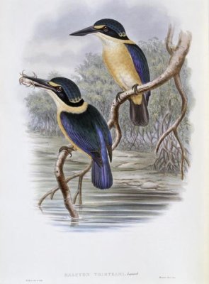 John Gould - Tristram's Kingfisher