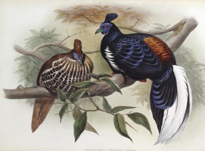 John Gould - Vieillot's Fireback