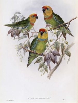 John Gould - Western Perroquet