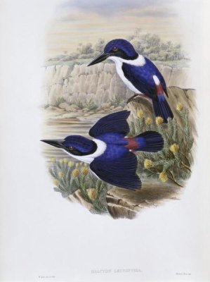 John Gould - White-Backed Kingfisher