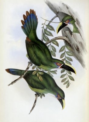 John Gould - White-Banded Groove-Bill (Toucan)