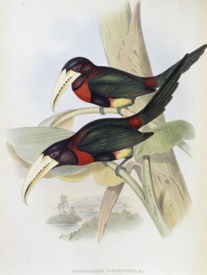 John Gould - Yellow-Billed Aracari (Toucan)