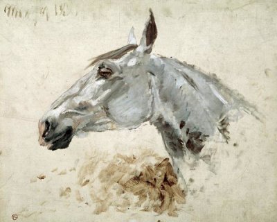 Testo Di Cavallo