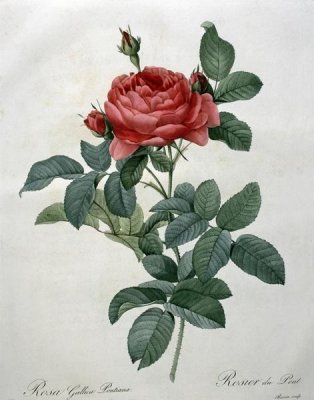 Pierre Joseph Redoute - Rosa Gallica (Pontiana)