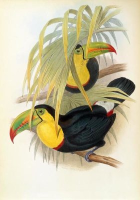 John Gould - Short Billed Toucan