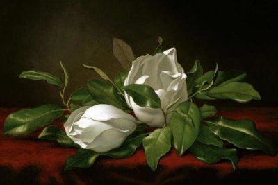 Martin Johnson Heade - Magnolia