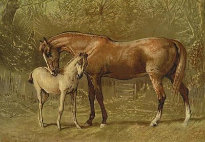 Samuel Sidney - Thoroughbred Mare and Foal, 1900