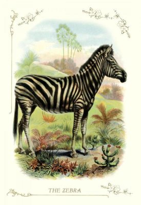 Unknown - The Zebra, 1900