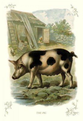 Unknown - The Pig, 1900