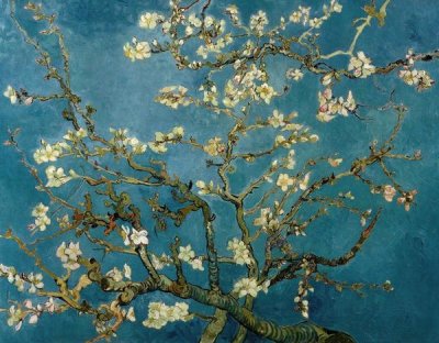 Blossoming Almond Tree