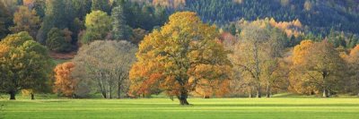 Unknown - Mixed trees in autumn colour, Scotland