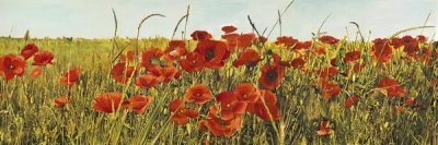 Luca Villa - Poppy Field