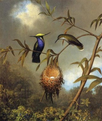 Martin Johnson Heade - Black Breasted Plovercrest