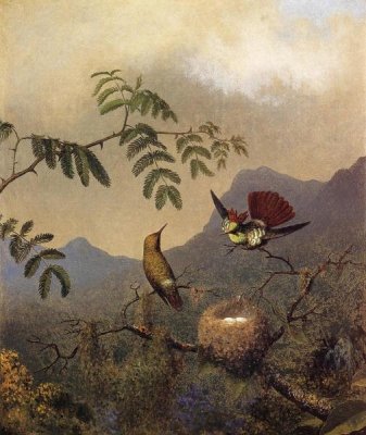 Martin Johnson Heade - Frilled Coquette