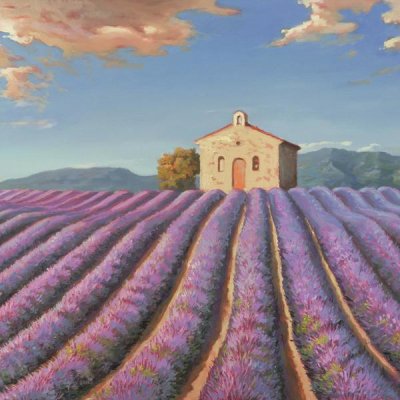 Adriano Galasso - Campi di Lavanda