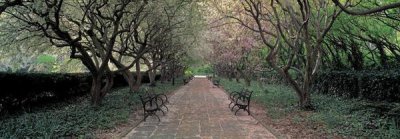Richard Berenholtz - Through Conservatory Garden, Central Park, NYC