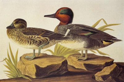 John James Audubon - American Green-Winged Teal