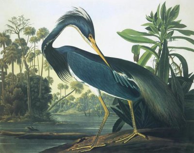 Louisiana Heron