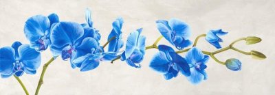 Shin Mills - Blue Orchid