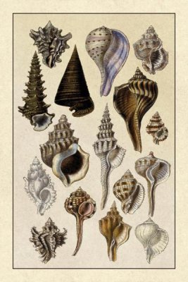 G.B. Sowerby - Shells: Trachelipoda #4