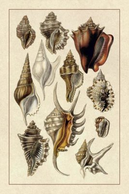 G.B. Sowerby - Shells: Trachelipoda #5