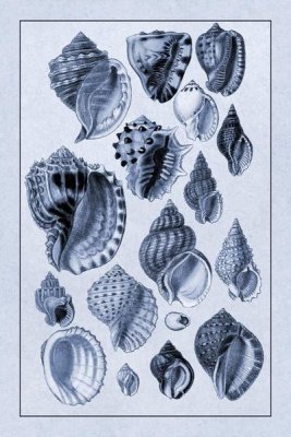 G.B. Sowerby - Shells: Purpurifera (Blue)
