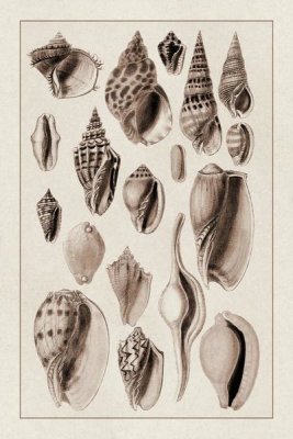 G.B. Sowerby - Shells: Trachelipoda #6 (Sepia)