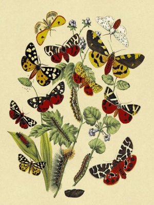W. F. Kirby - Moths: N. Plantaginis, A. Purpurea, et al.