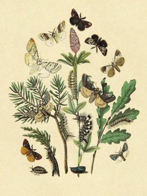 W. F. Kirby - Moths: O. Gonostigma, D. Pudibunda, et al.