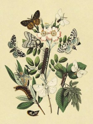 W. F. Kirby - Moths: L. Salicis, O. Dispar, et al.