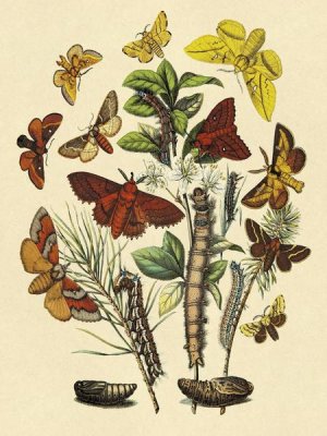 W. F. Kirby - Moths: G. Quercifolia, L. Potatoria, et al.