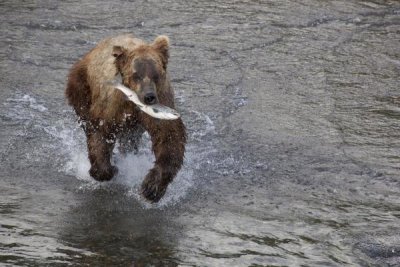 Matthias Breiter - Grizzly Bear young male with Sockeye Salmon prey along Brooks River, Katmai National Park, Alaska