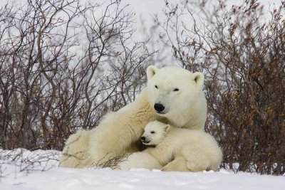 Matthias Breiter - Three month old Polar Bear cubs nursing, Wapusk National Park, Manitoba, Canada