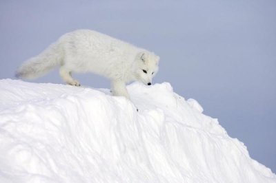 Matthias Breiter - Arctic Fox on snow drift, tundra, Arctic