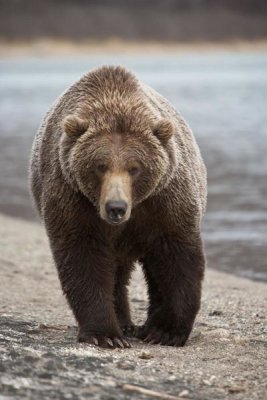 Matthias Breiter - Grizzly Bear, Katmai National Park, Alaska
