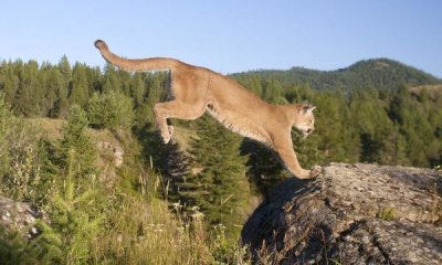 Matthias Breiter - Mountain Lion jumping, Montana. Sequence 2 of 2