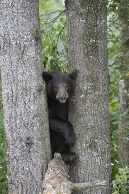 Matthias Breiter - Black Bear juvenile male in tree, Orr, Minnesota