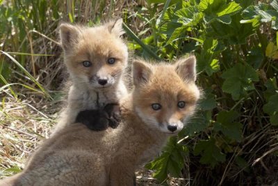 Matthias Breiter - Red Fox kits playing, Katmai National Park, Alaska