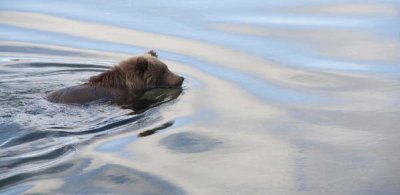 Matthias Breiter - Grizzly Bear swimming, Katmai National Park, Alaska