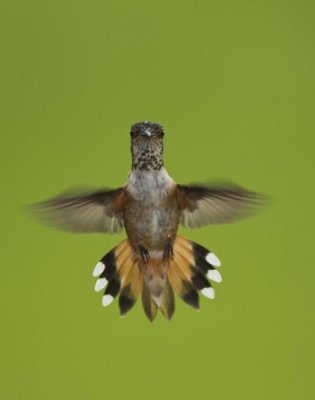 Matthias Breiter - Rufous Hummingbird hovering, Stikine River Delta, Alaska